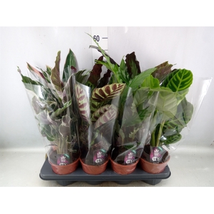 Calathea   ...mix