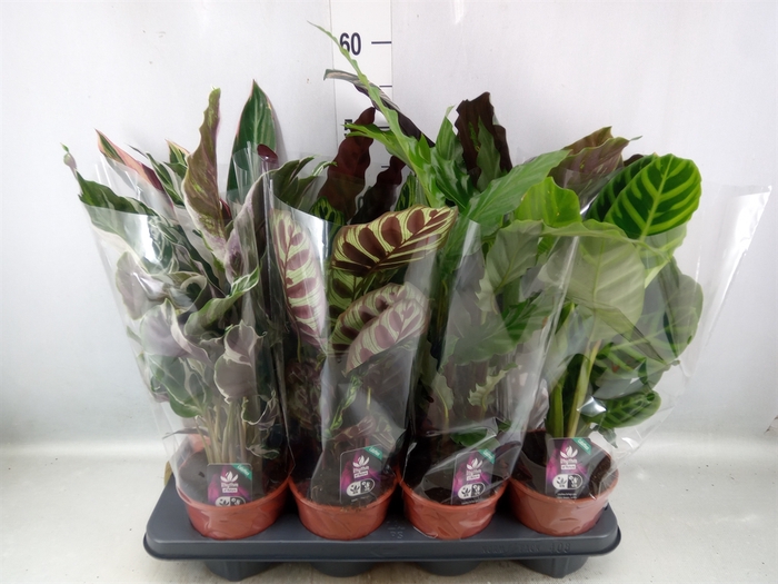 <h4>Calathea   ...mix</h4>