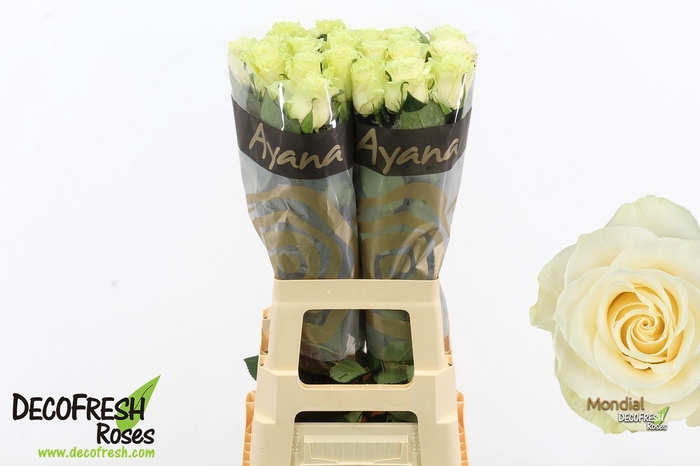 <h4>R Gr Mondial</h4>