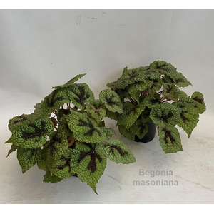 Begonia masoniana 14cm [original Iron Cross]