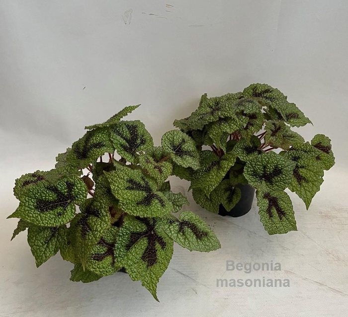 <h4>Begonia masoniana 14cm [original Iron Cross]</h4>