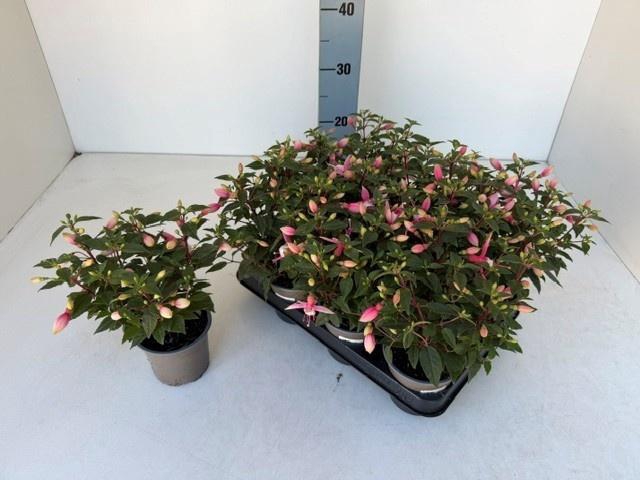 <h4>OVERIGE PERKPL</h4>