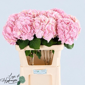 HYDR M CH VERENA