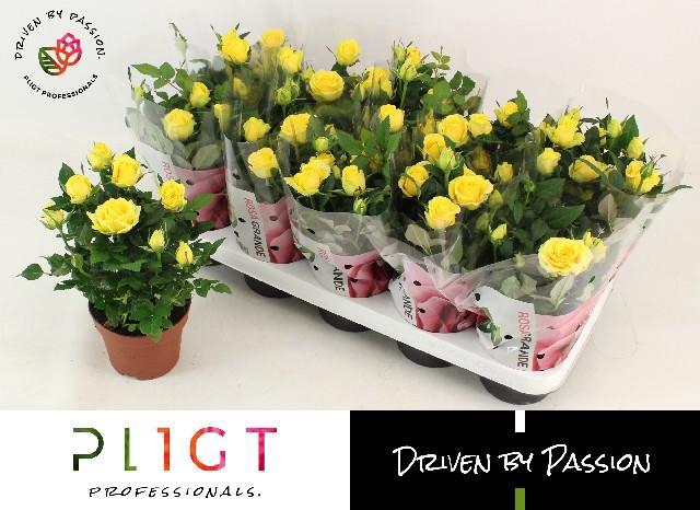 <h4>RO SUNFLARE KORDANA</h4>