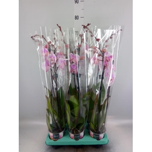 Phalaenopsis   ...
