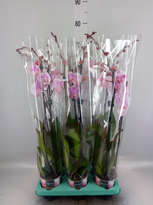 <h4>Phalaenopsis   ...</h4>