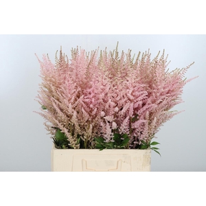Astilbe Erika Roze