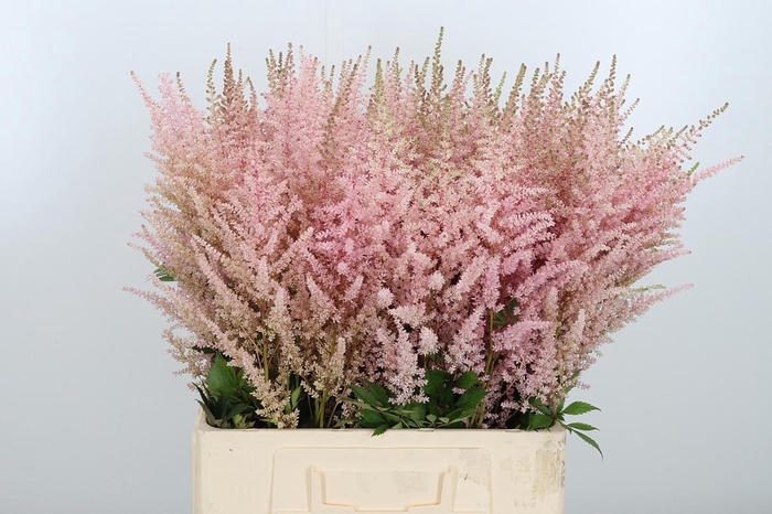 <h4>Astilbe Erika Roze</h4>