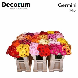 XXXX GE MI GEM     SF