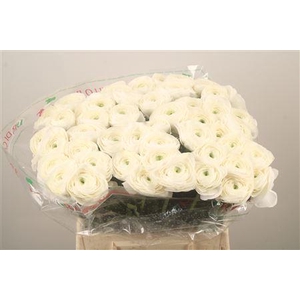 Ran.. Su Siberia Extra X50