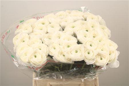 Ran.. Su Siberia Extra X50