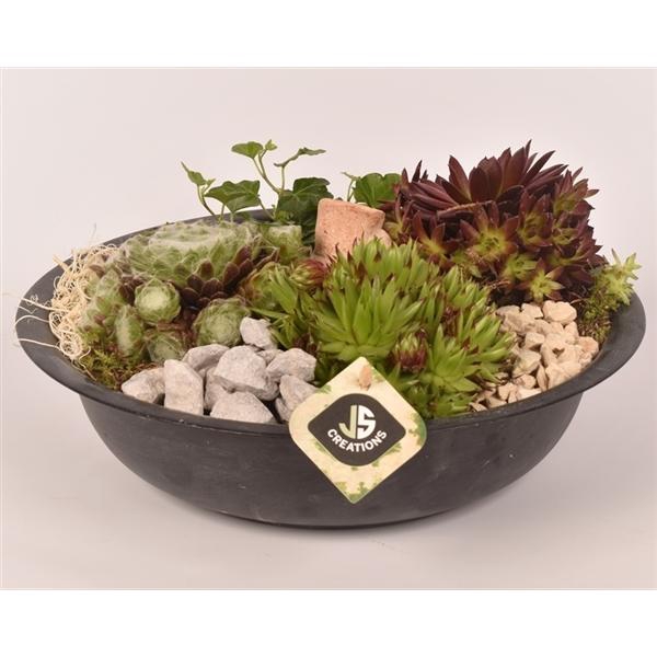 <h4>Arrangementen Sempervivum 6%</h4>
