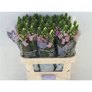 Antir Legend Li Pink