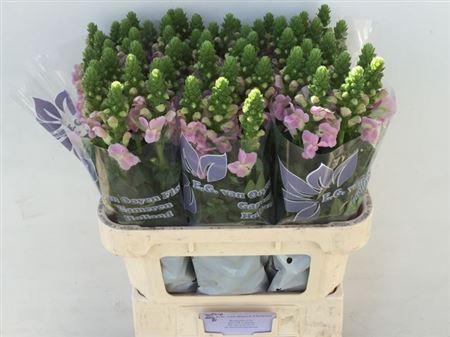 <h4>Antir Legend Li Pink</h4>