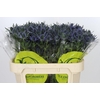 Eryngium Magical Blue Lagoon