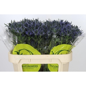 Eryngium Magical Blue Lagoon