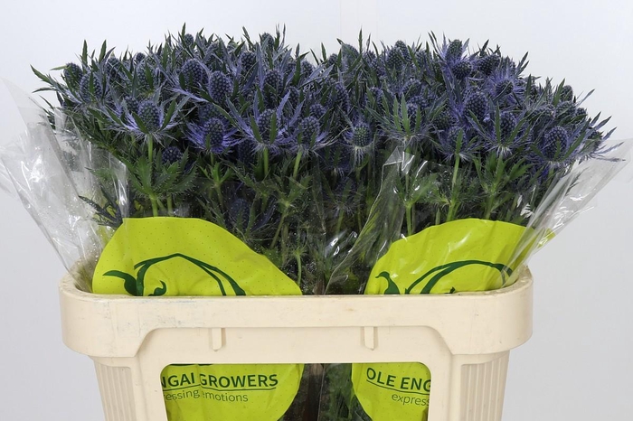 <h4>Eryngium Magical Blue Lagoon</h4>