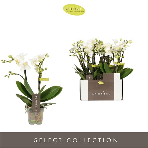 <h4>Phalaenopsis Multifloratypes overig wit</h4>
