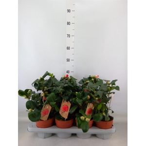 Camellia japonica 'Dr King'