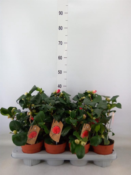 <h4>Camellia japonica 'Dr King'</h4>