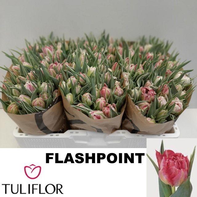 <h4>TU DU FLASH POINT</h4>