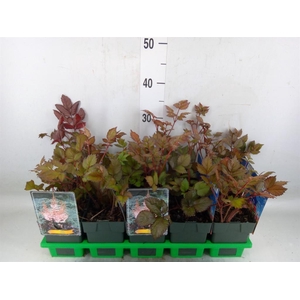 Astilbe   ...