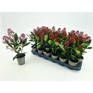 ** Skim J Rubella 3+ Autumn Promo *