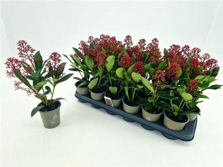 <h4>** Skim J Rubella 3+ Autumn Promo *</h4>