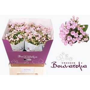 Bouvardia si sweet jewel
