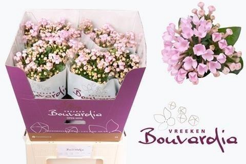 <h4>Bouvardia si sweet jewel</h4>