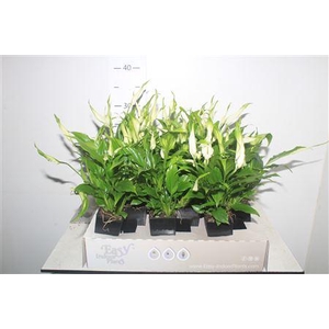 Spath Waterfresh Mini