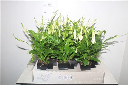 <h4>Spath Waterfresh Mini</h4>