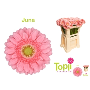 GE MI JUNA