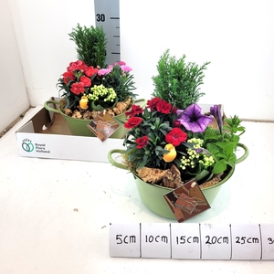 ARR TUINPLANTEN