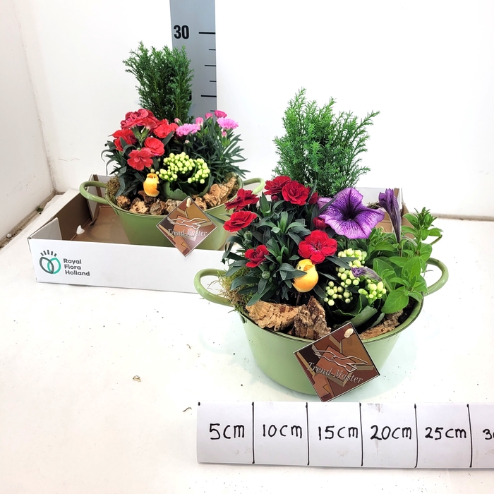 <h4>ARR TUINPLANTEN</h4>