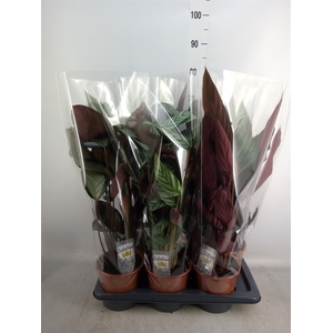 Calathea   ...mix