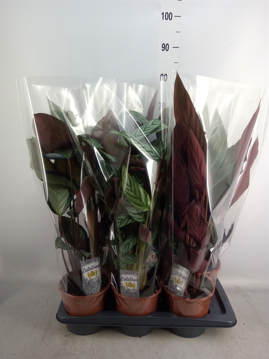 <h4>Calathea   ...mix</h4>