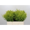 Solidago Tara Gold