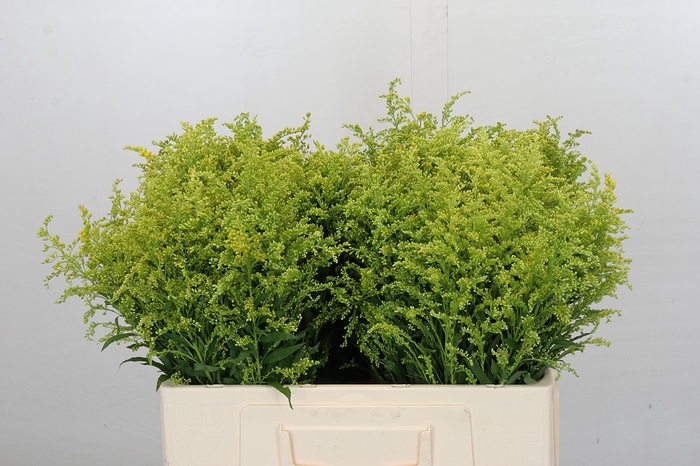 <h4>Solidago Tara Gold</h4>