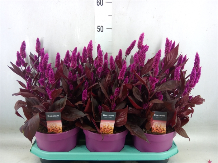 <h4>Celosia arg. SP 'Mystic Shades'</h4>