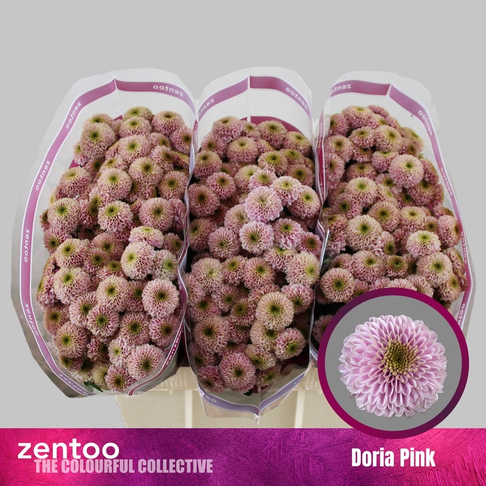 <h4>CHR S AAA DORIA PINK</h4>