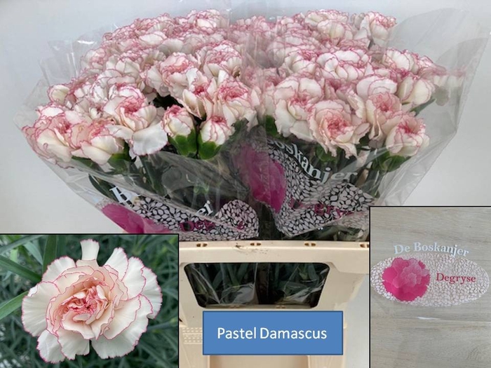 DI ST PASTEL DAMASCU