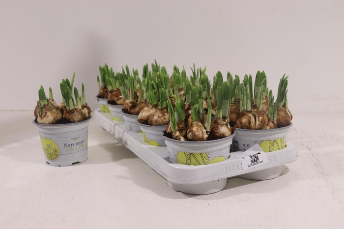 <h4>NARC O TETE A TETE</h4>