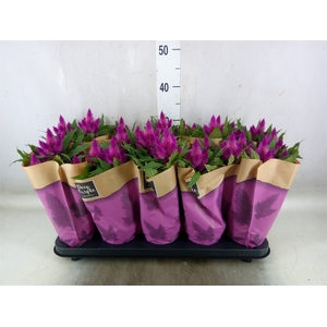 Celosia arg. SP 'Deep Purple'