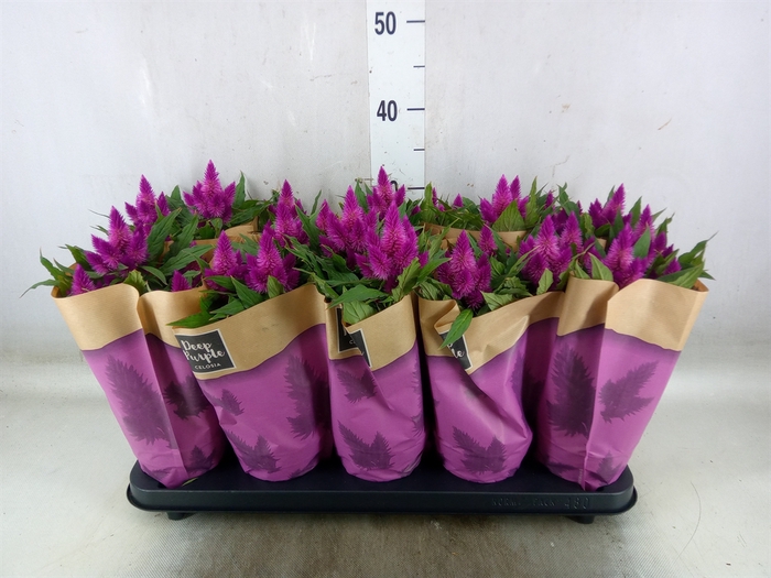 <h4>Celosia arg. SP 'Deep Purple'</h4>