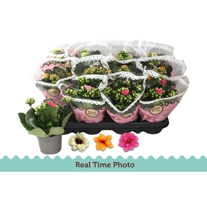 Kal Ge Gem Tweekl Bl