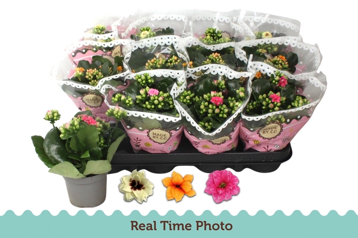 <h4>Kal Ge Gem Tweekl Bl</h4>