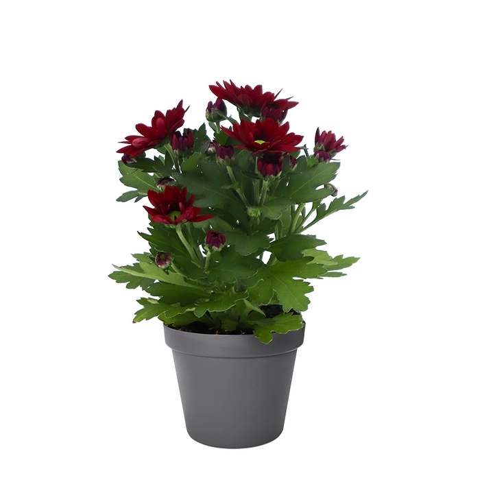 CHRYS.IND.HYBRID MINI