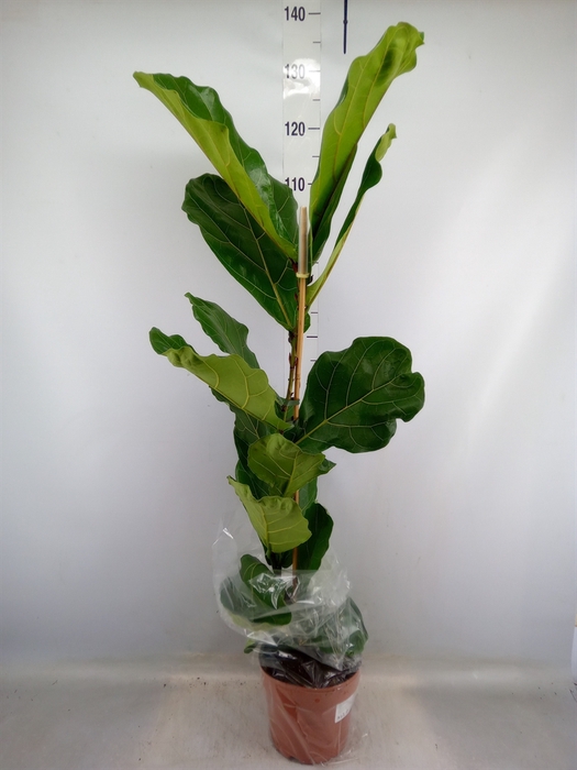 <h4>Ficus lyrata</h4>