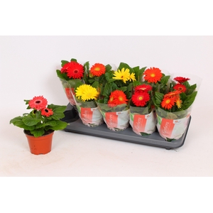 Gerbera Colourgame 18-20